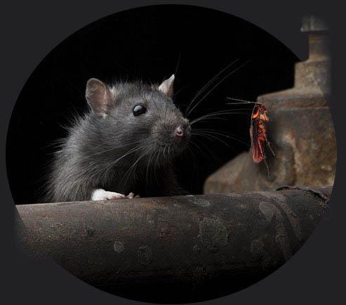 Intervention dératisation rats, souris, rongeurs, maison, caves, greniers