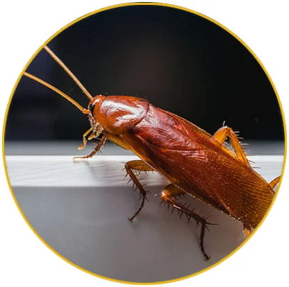 Intervention cafards Colmar