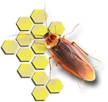 Napo Nuisibles : désinsectisation Intervention Colmar