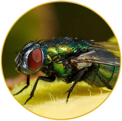 intervention désinsectisation mouches Haut Rhin
