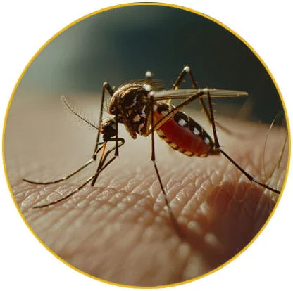 intervention désinsectisation moustiques Haut Rhin