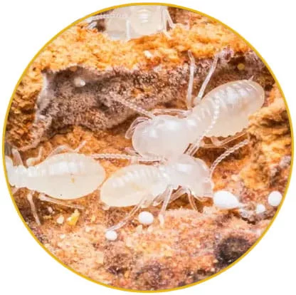 Intervention termites Haut-Rhin