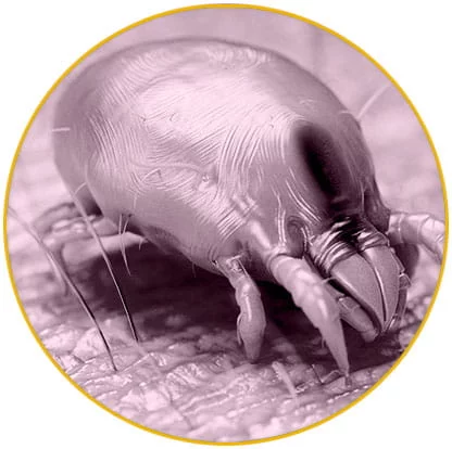 Intervention acariens Haut-Rhin, élimination acariens Haut-Rhin