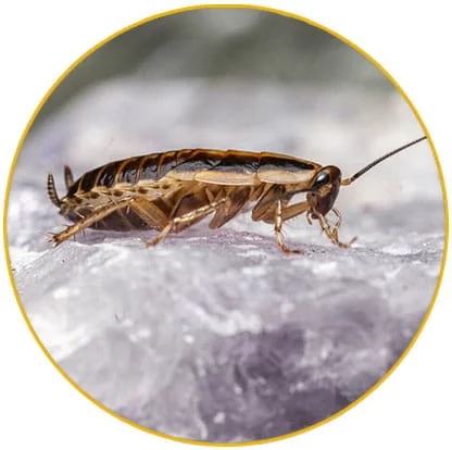 Intervention cafards Haut-Rhin, intervention blattes Haut-Rhin