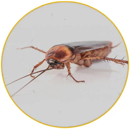 intervention élimination cafards / Blattes Haut Rhin