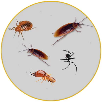 intervention élimination insectes rampants Haut Rhin