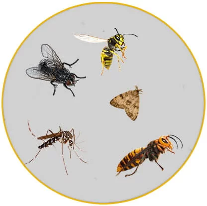 intervention insectes volants Haut Rhin