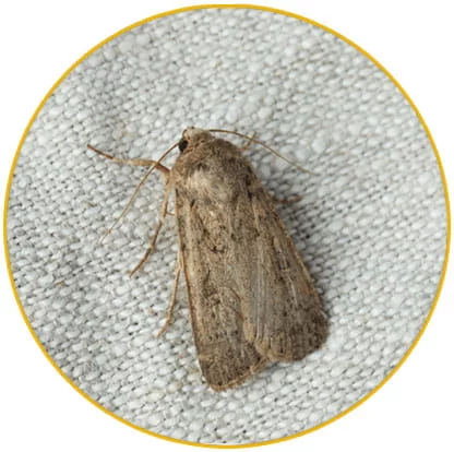 Intervention désinsectisation mites Haut-Rhin