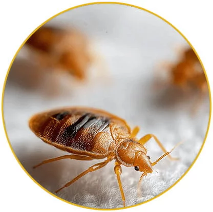  intervention élimination punaises de lit Haut Rhin