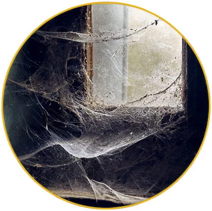  intervention désinfection araignées Haut Rhin