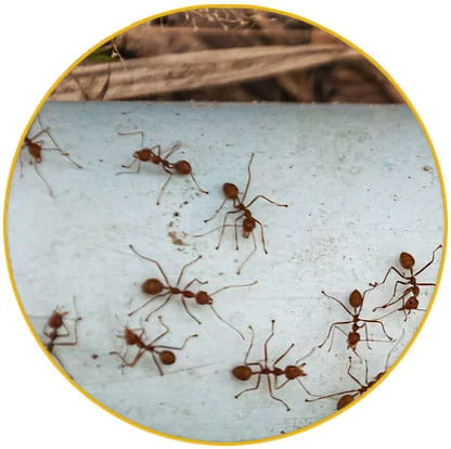 intervention désinsectisation fourmis Haut Rhin