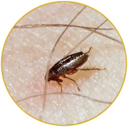 intervention désinsectisation puces Haut Rhin