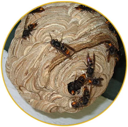 intervention nid de frelons asiatiques mouches Haut Rhin