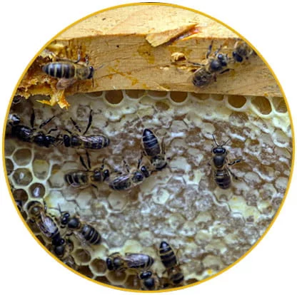 intervention nids de frelons Haut Rhin