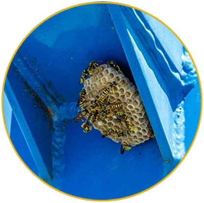 intervention nid de guêpes Haut Rhin