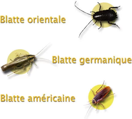 Société élimination blattes Haut-Rhin