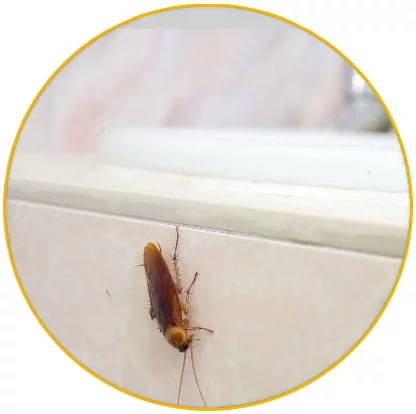 Intervention blattes Urbès