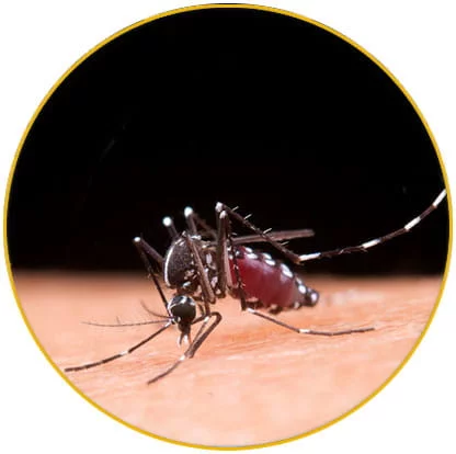 Intervention élimination moustiques tigres Haut-Rhin 